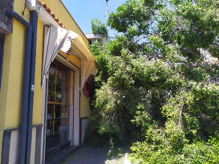 30 MAGGIO 2025 albero crolla in via Sebastiano Catania (9)