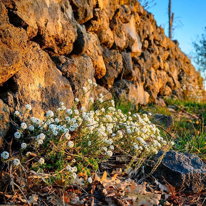 Etna muretti terrazzati (6)