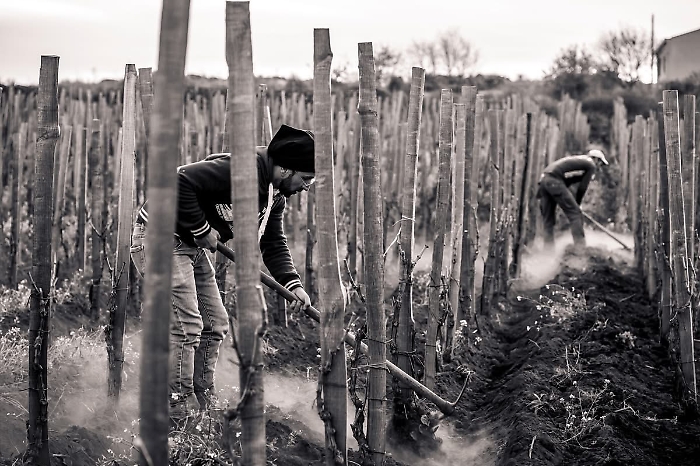 Etna muretti terrazzati (8)