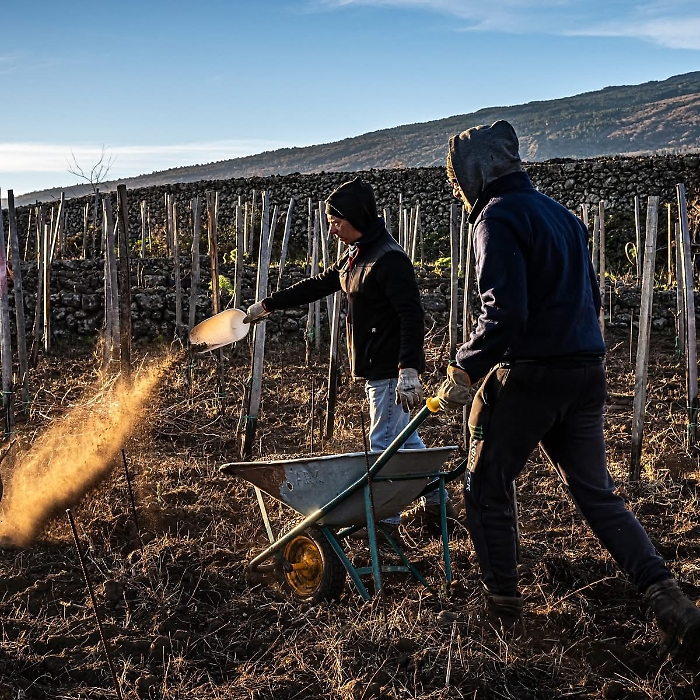 Etna muretti terrazzati (9)