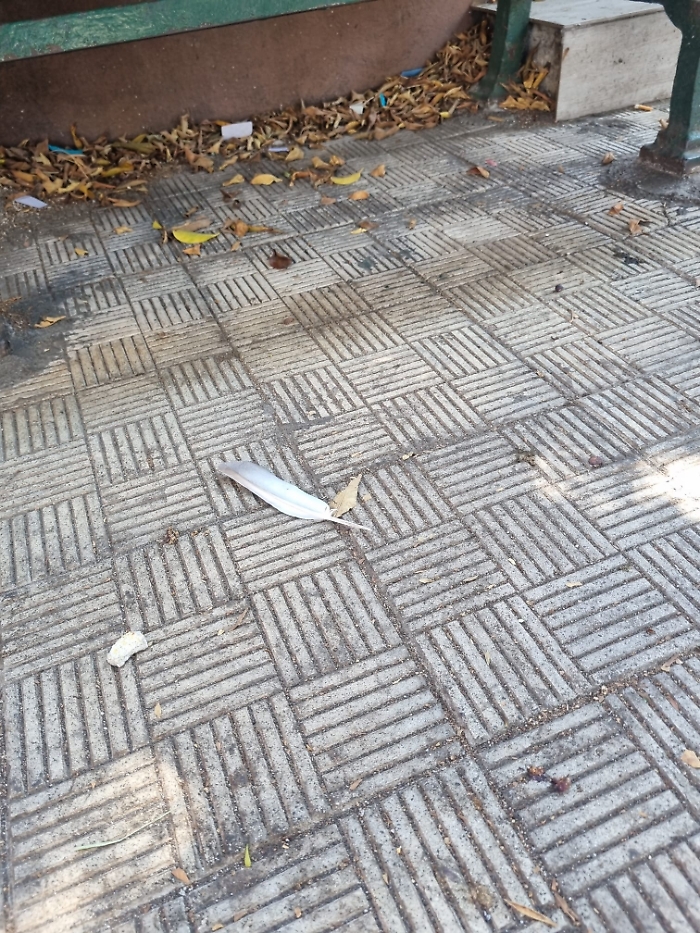 WhatsApp Image 2025-07-28 at 11.55.45