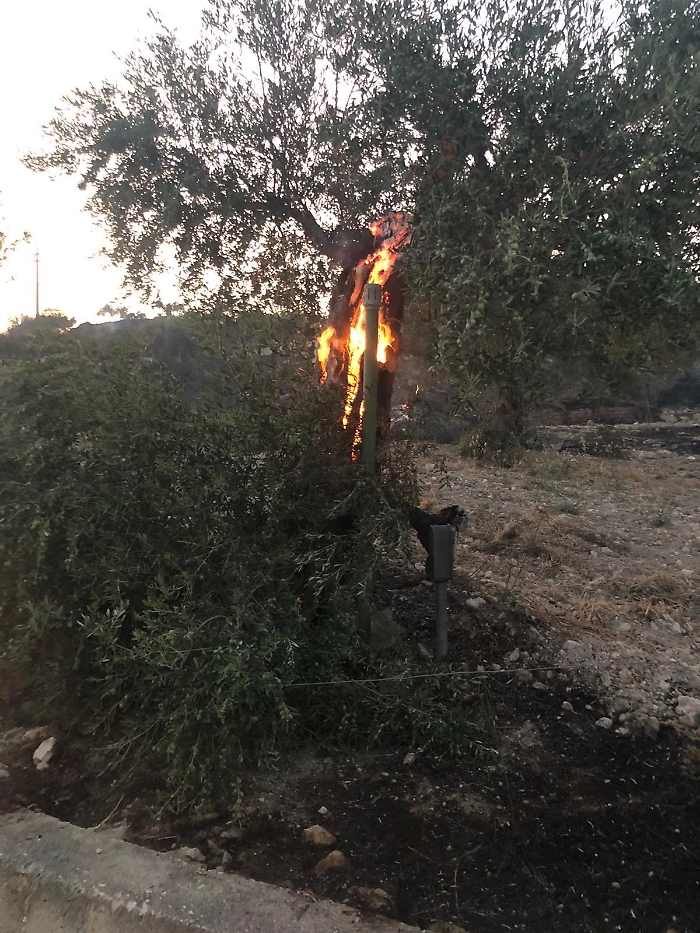 incendi Caltabellotta 25 luglio 2025 (1)