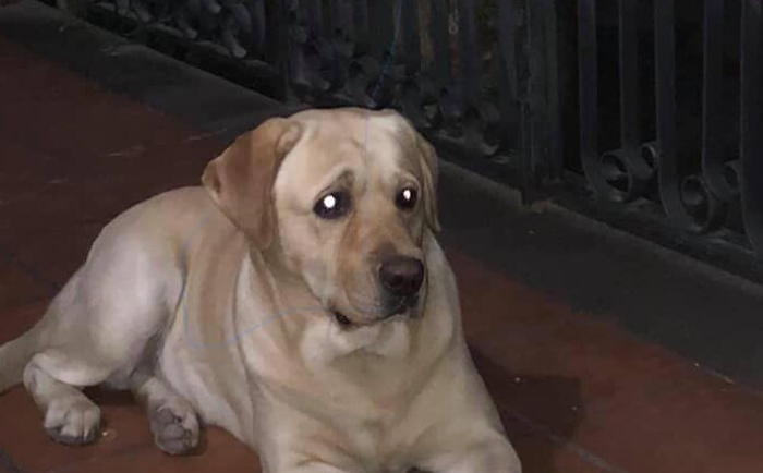 Mobilitazione nel Catanese per ritrovare il cane di Giusy Malato