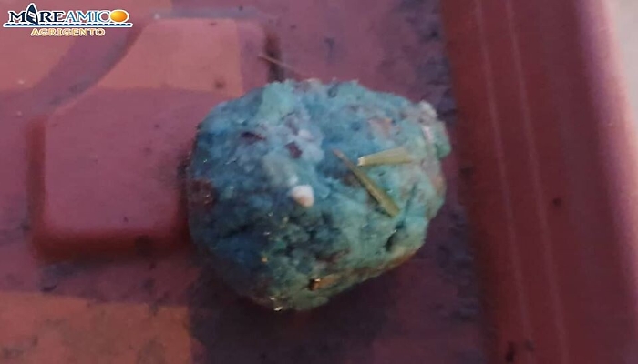 Zingarello, tentato avvelenamento di cani randagi