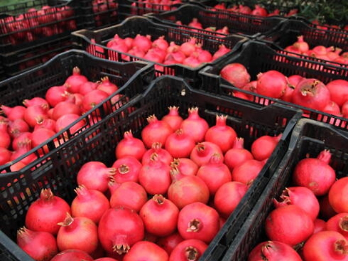 Palermo, respinto in porto un carico di melograni proveniente dalla Tunisia