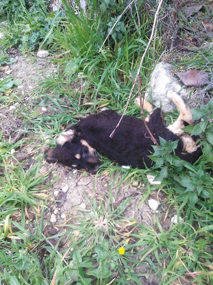 Ad Aragona avvelenati altri cani randagi