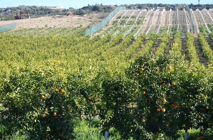 Uccisi in campagna, furti di arance e vendite abusive la piaga da combattere