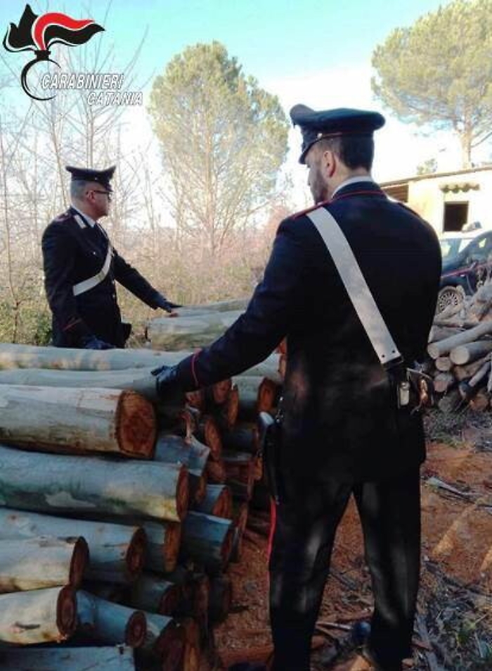 Non solo arance, c'&egrave; chi si arma di sega circolare per radere al suolo il bosco