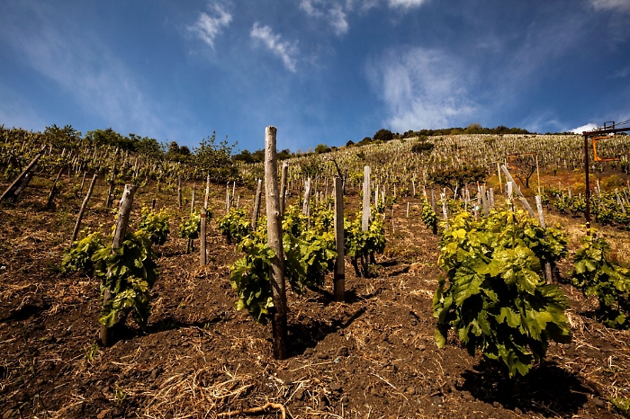 Vino, il Consorzio Etna Doc a lezione di competitivit&agrave;