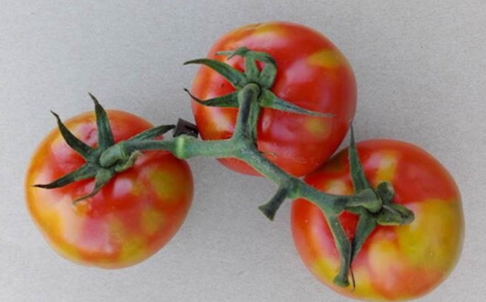 Allarme in Sicilia per il virus che attacca i pomodori