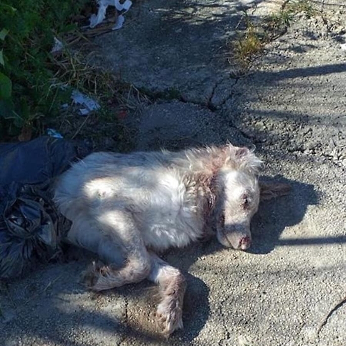 Messa in una busta di plastica chiusa: cagnolina in fin di vita