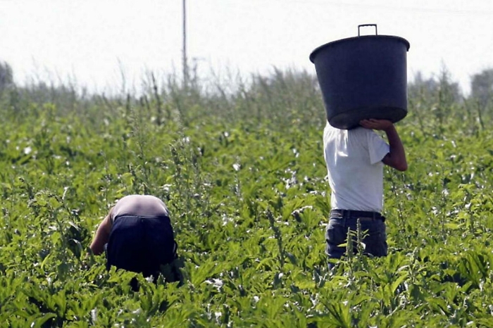 In Sicilie le terre dell'oro verde in trincea per i diritti: «Stop al caporalato»