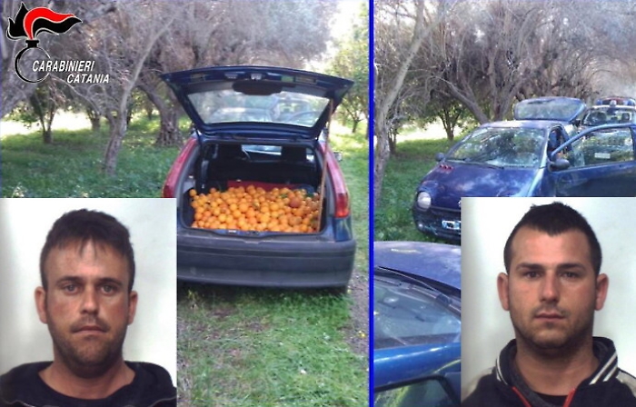 Castel di Iudica, rivede i ladri di arance nel fondo e chiama i Cc: arrestati