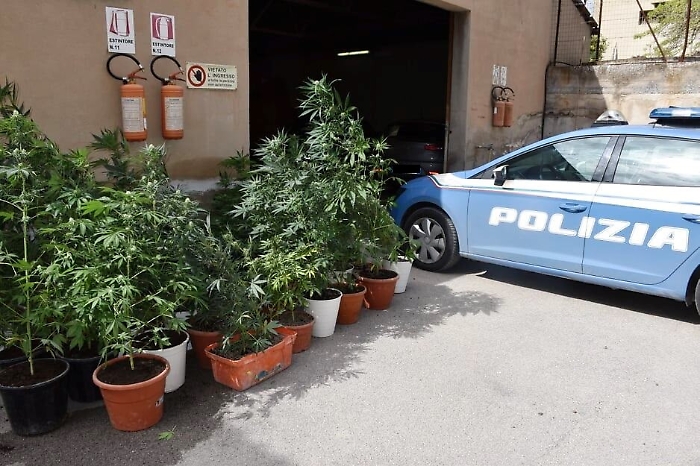 La marijuana piantata in casa:
arrestato dalla Polizia niscemese
