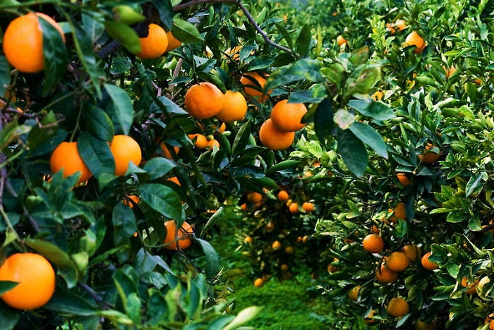 Danni e furti in agrumeti Mineo, controlli con "mappature" coltivazioni