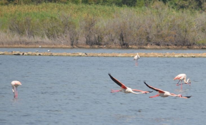 Fenicotteri in volo nella riserva naturale di Priolo