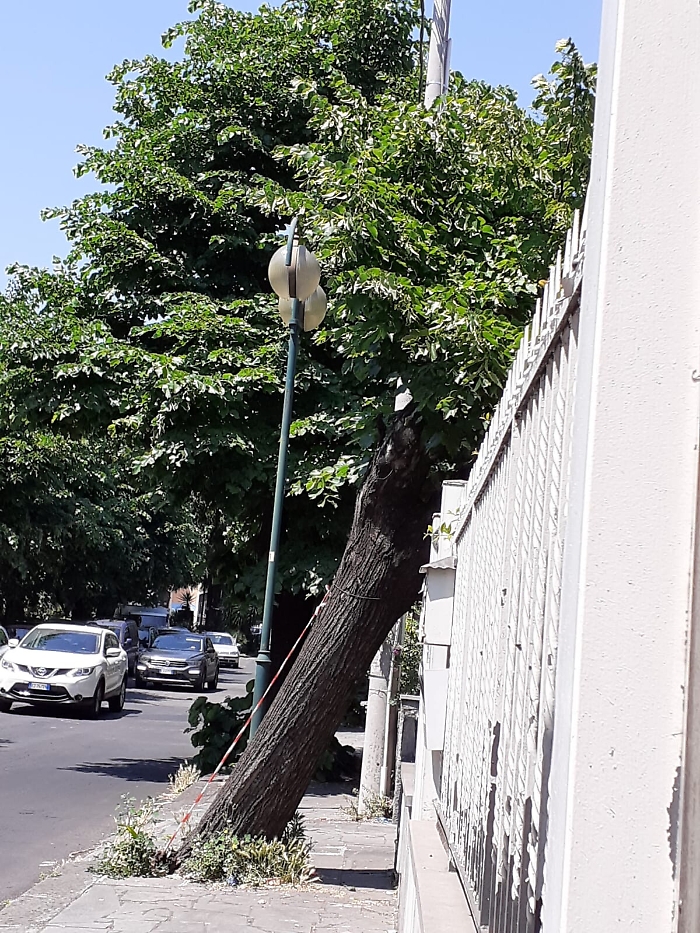 Pedara (CT): albero pericoloso in via Papa Giovanni