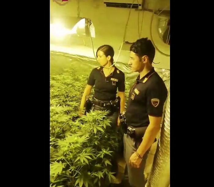 Palermo, serra «indoor» di marijuana scoperta in appartamento