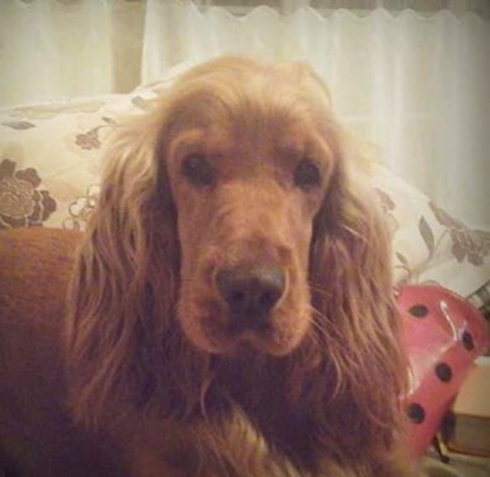 Tutta l'Italia si unisce in soccorso della cockerina palermitana