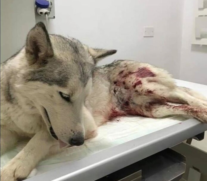 Agrigento, cane Husky preso a fucilate: morto dopo breve agonia