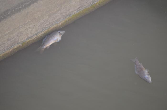 Ponte Barca,  la strage dei pesci nell'area protetta