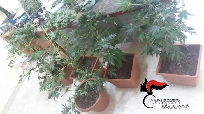 Licata, ancora cannabis coltivata in serra: arrestato quarantenne