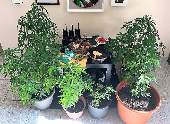 Pedara, in una casa una mini piantagione di canapa indiana: due arresti