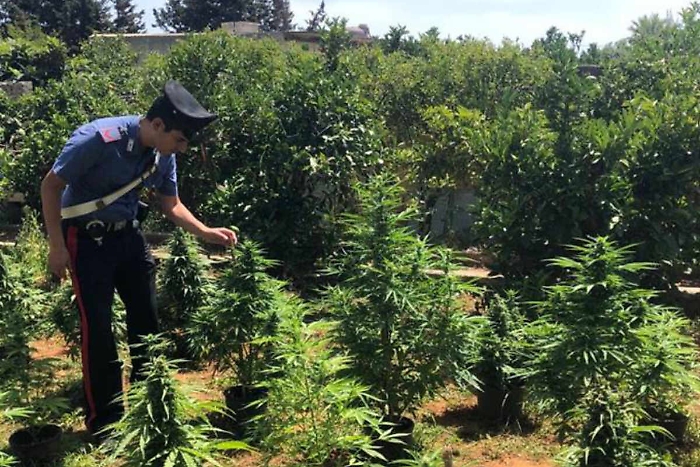 Coltivatori diretti di marijuana, arresti a Melilli e Ravanusa