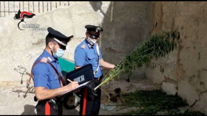 Licata, cannabis tra gli alberi d'ulivo. Coniugi in manette