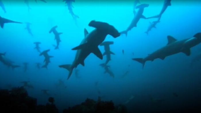 Sub circondato da un branco di squali nel Trapanese: &laquo;E' stato traumatico&raquo;
