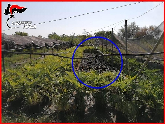 Fiumefreddo, nel vivaio coltivava anche canapa indiana