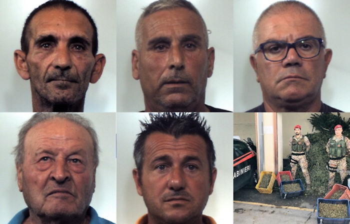 Maxi piantagione di marijuana in un aranceto a Paternò: 6 arresti