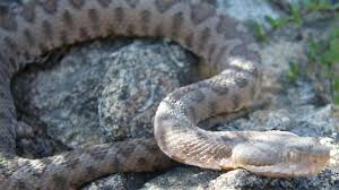 Scoperta in Sicilia una rara variet&agrave; di vipera del Meridione