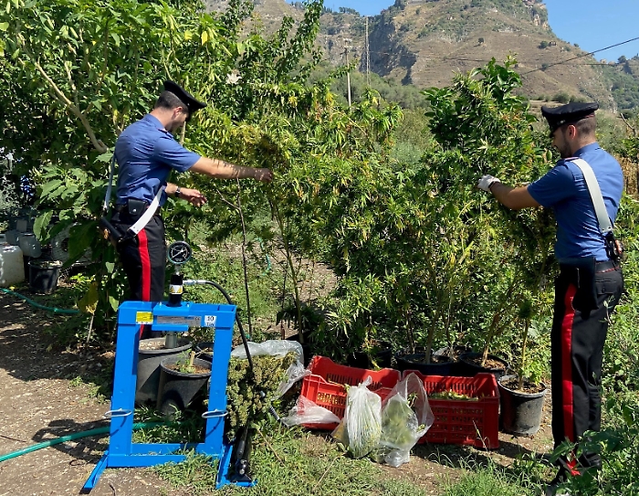 Taormina, arrestati padre e figlio: coltivavano canapa