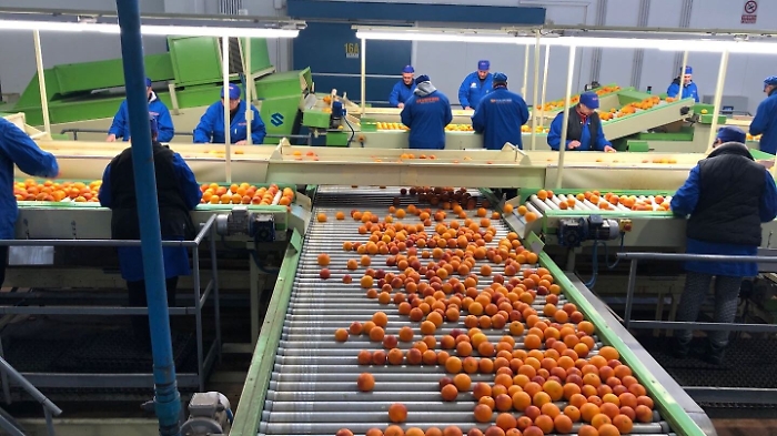 Arance rosse di Sicilia esaurite, test di Oranfrizer per importarle da Australia e Sudafrica