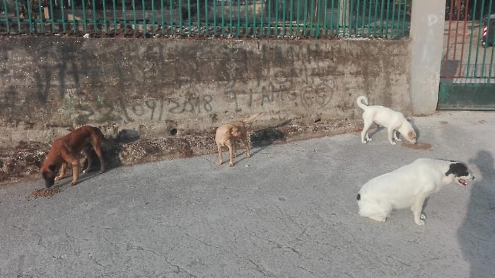 Raffadali, mattanza al Villaggio della Gioventù: avvelenati 4 cani randagi