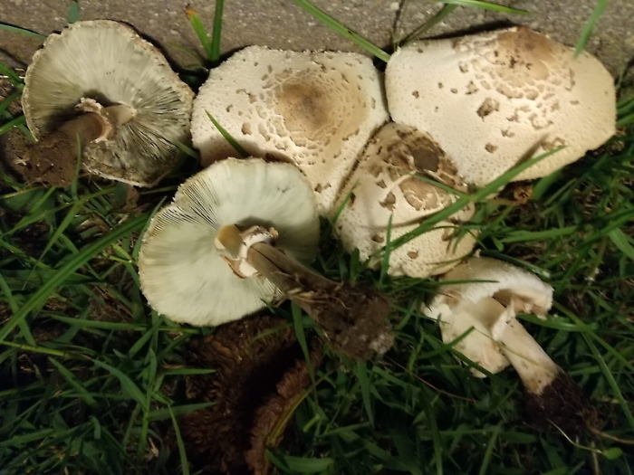 Catania, 6 casi di intossicazione da funghi in tre mesi: ecco i consigli da seguire