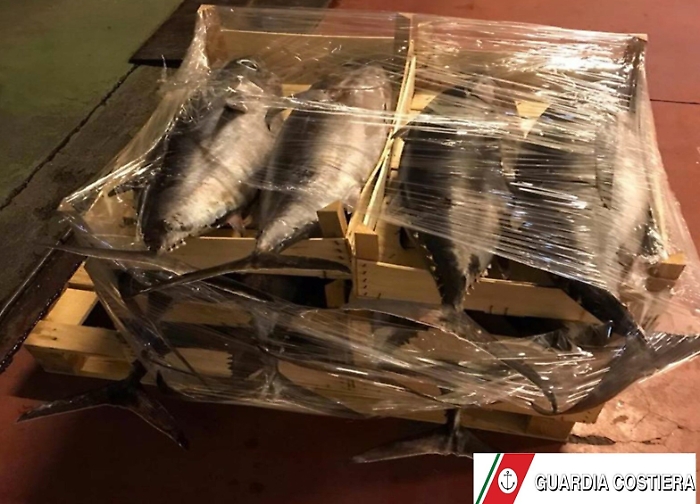 Riposto, fermato con 11 esemplari di Alalunga: ma la pesca ora è vietata