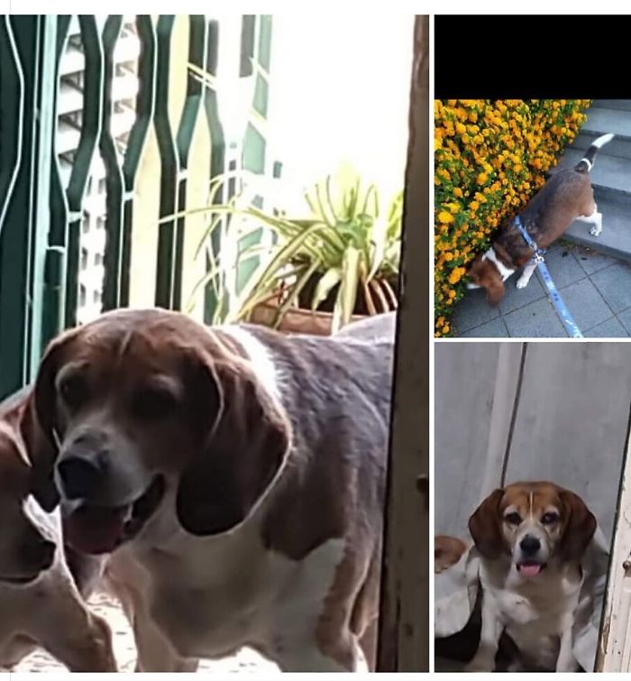 Smarrita cagnolina bisognosa di cure a Viagrande (CT)