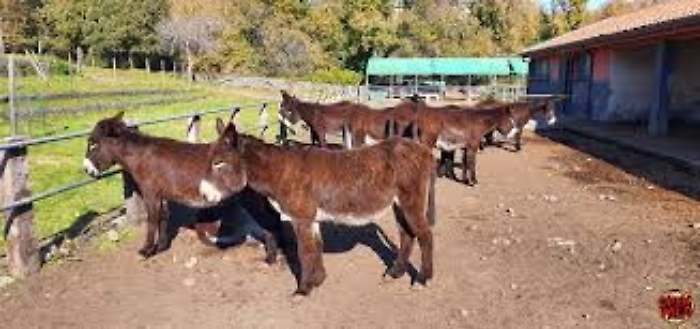 "Presìdi aperti", il 18 ottobre Slow Food festeggia i 20 di tutela della biodiversità