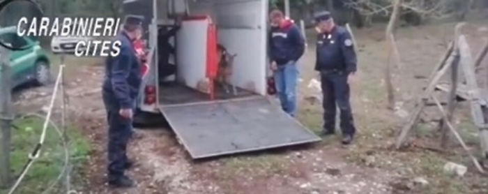 Daini ingabbiati in azienda nel Palermitano: un denunciato