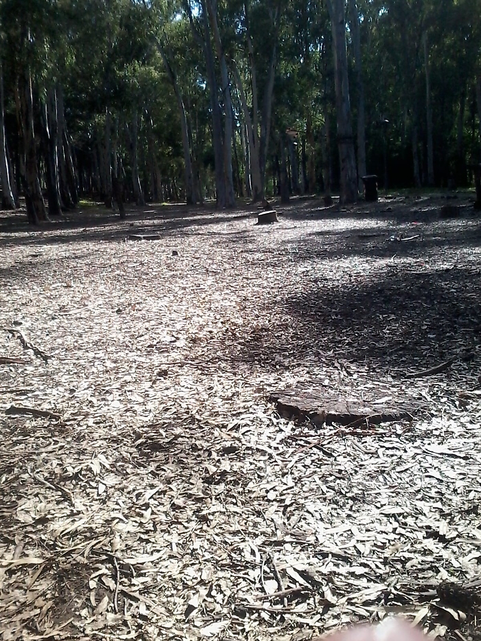 Catania: il boschetto abbandonato
