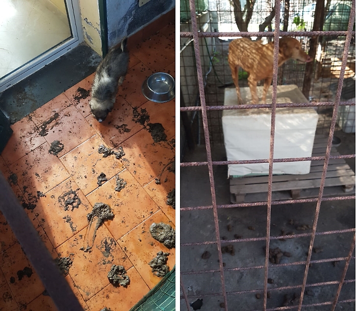 Catania, il canile lager dell'Oasi del Simeto: coppia denunciata