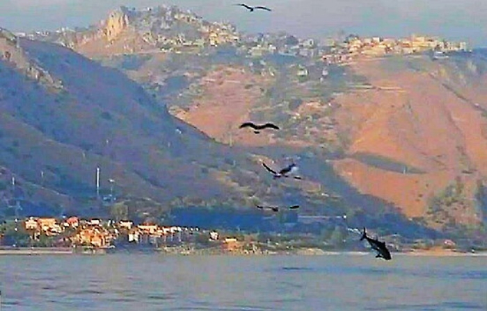 Taormina, il volo dei gabbiani che confidano nel tonno