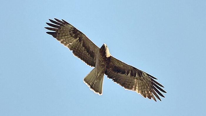 Rara aquila di Bonelli morta folgorata da linee elettriche nel Nisseno