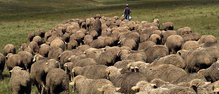 Unesco, Troina aderisce alla "Rete della transumanza"