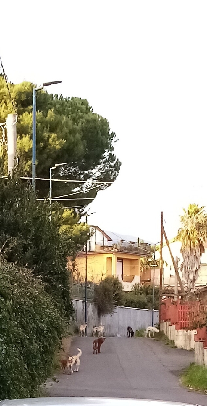 Pedara (Ct):da qualche tempo il randagismo ha preso il sopravvento