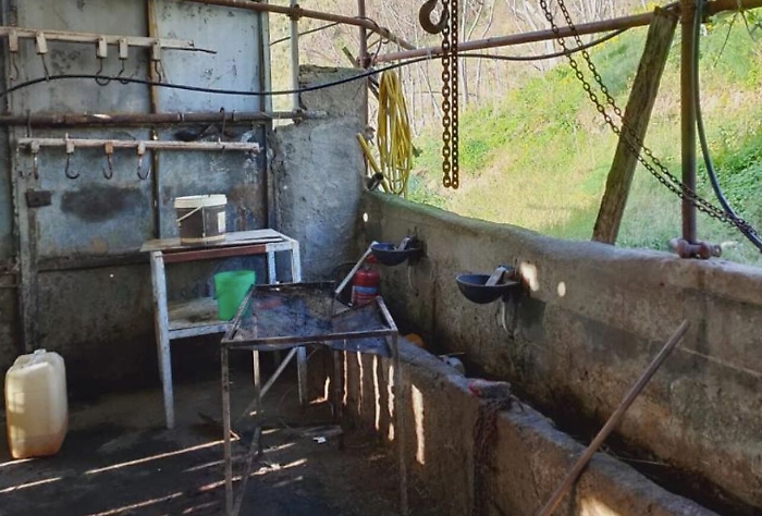 Messina, sigilli a macello clandestino: crudeltà e animali non tracciati