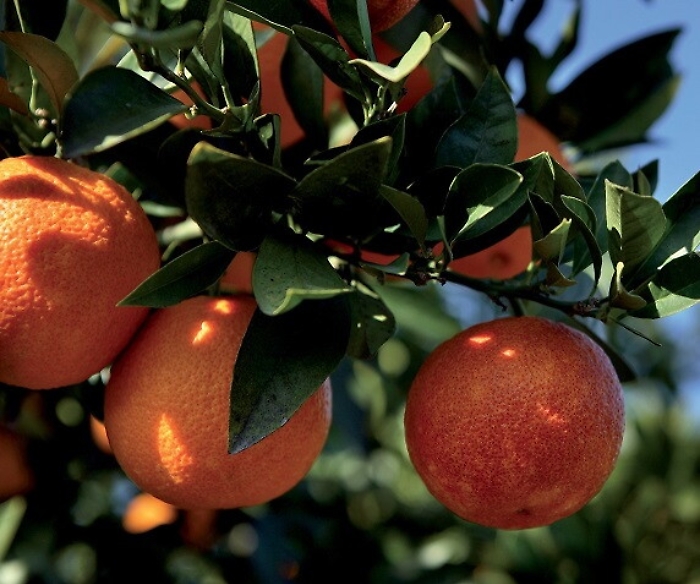 Agrumi, Consorzio Arancia Rossa Igp: «No al sottocosto per nostri prodotti»