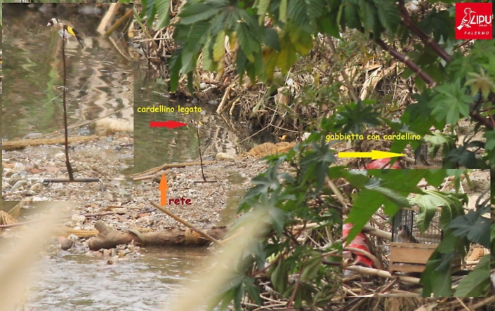 Gabbie per catturare i cardellini scoperti dalla Lipu a Palermo